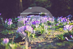 Crocus at early spring