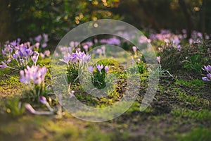 Crocus at early spring