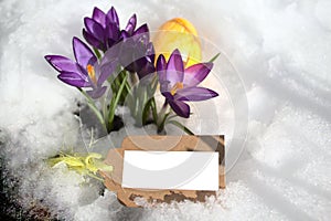 Crocus and an easteregg in the snow