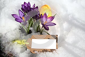 Crocus and an easteregg in the snow photo