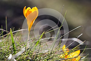 Crocus English plural: crocuses or croci