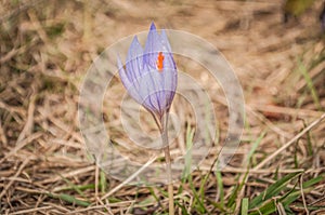 Crocus English plural: crocuses or croci flower with dewdrops