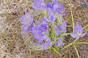 Crocus etruscus Tuscan crocus is a species of flowering plant in the genus Crocus of the family Iridaceae