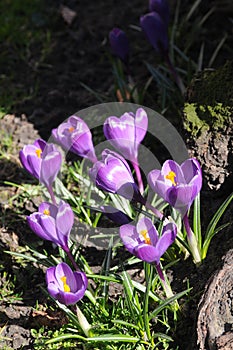 Crocus fflowers early spring weather in Copenhagen Denmark