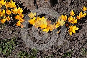 Crocus fflowers early spring weather in Copenhagen Denmark