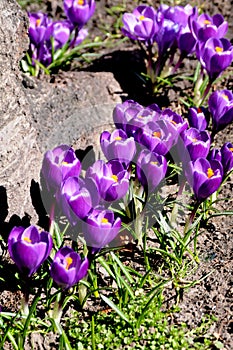 Crocus fflowers early spring weather in Copenhagen Denmark