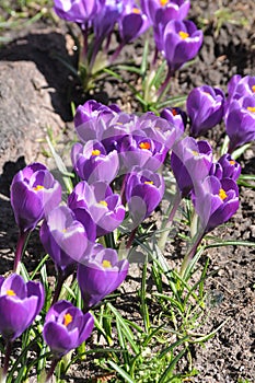 Crocus fflowers early spring weather in Copenhagen Denmark