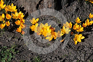 Crocus fflowers early spring weather in Copenhagen Denmark