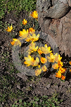 Crocus fflowers early spring weather in Copenhagen Denmark