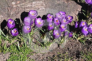 Crocus fflowers early spring weather in Copenhagen Denmark