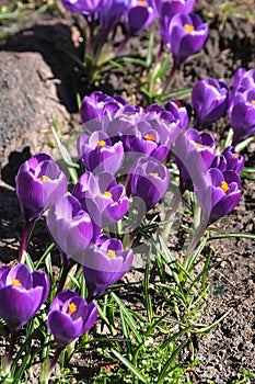 Crocus fflowers early spring weather in Copenhagen Denmark