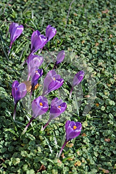 Crocus fflowers early spring weather in Copenhagen Denmark