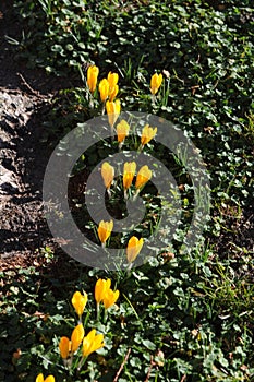 Crocus fflowers early spring weather in Copenhagen Denmark