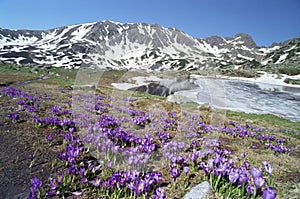 Crocus field