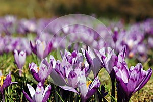 Crocus field