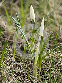 Crocus in field in Iceland