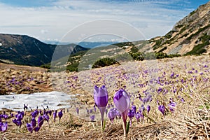 Crocus fields