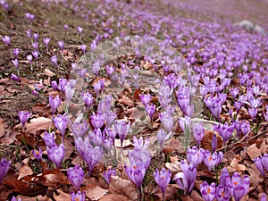 Crocus fields in spring