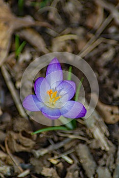 Crocus First Flower of Spring - 2
