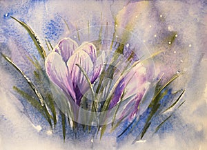 Crocus