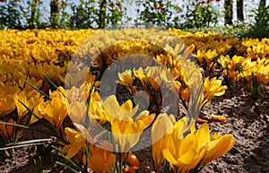 A large field with yellow crocuses photo