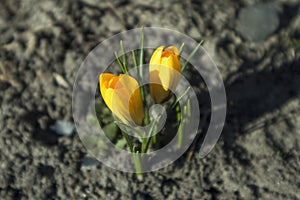 Crocus flavus yellow flowers