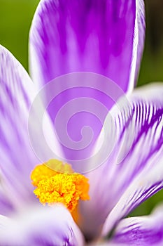 Crocus Flower