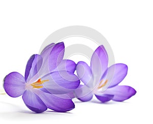 Crocus flower photo