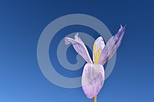 Crocus flower