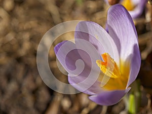 Crocus flower