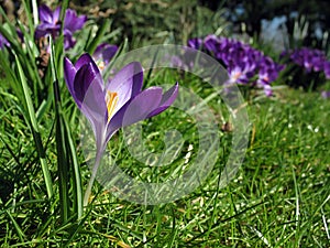 Crocus in flower-bed