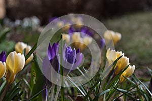 Crocus flower bed