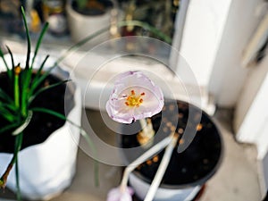 Crocus Flower Blooming in Pot on Windowsill