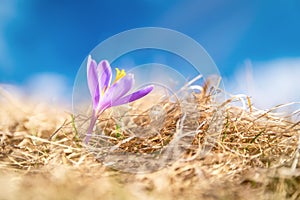 Crocus flower and blue sky