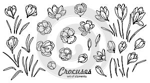 Crocus flower bud and leaves spring primroses set constructor for design card and greeting outline black white sketch