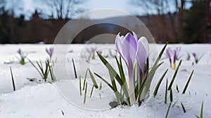 Crocus flower emerging from snow, symbolizing start of spring