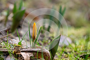 Crocus květina v trávě. Slovensko