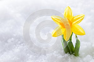 Crocus flower growing form snow. Spring start