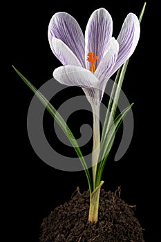 Crocus flower growing from the ground, isolated on black background