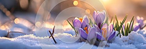 Crocus flower growth in the snow with sunbeam, springtime