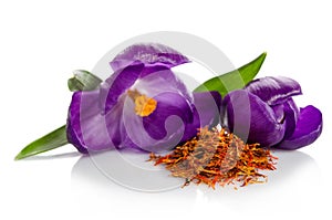 Crocus flower with heap of saffron