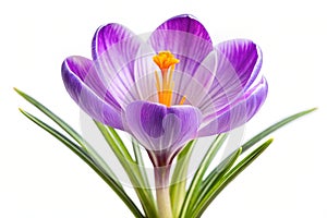 Crocus Flower Isolated on White Spring\'s First Bloom photo