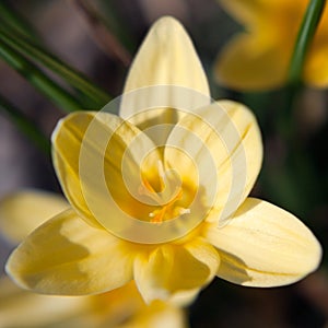 Crocus flower petal