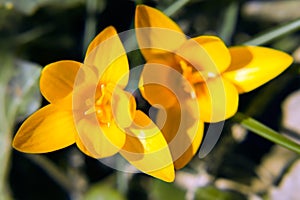 Crocus flower petal photo