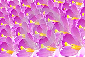 Crocus flower petal closeup
