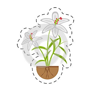 crocus flower petal leaf grow