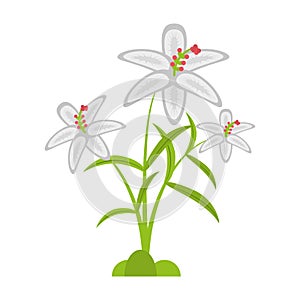 crocus flower petal leaf