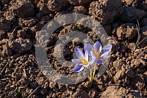 Crocus flower on plowed farm field