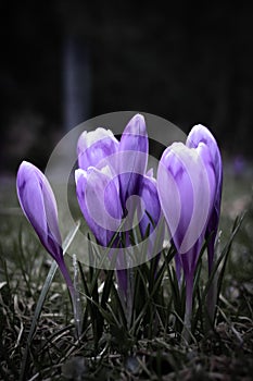 Crocus flower with shallow dof of field in springtime