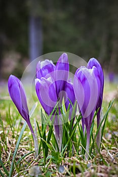 Crocus flower with shallow dof of field in springtime